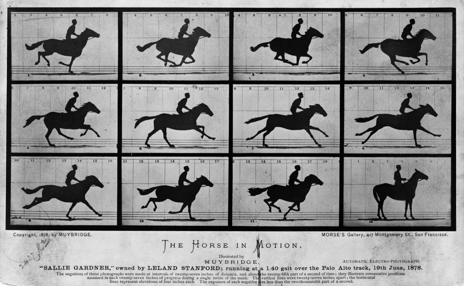 Eadweard Muybridge's 1878 photographic sequence The Horse in Motion, twelve frames of a horse galloping